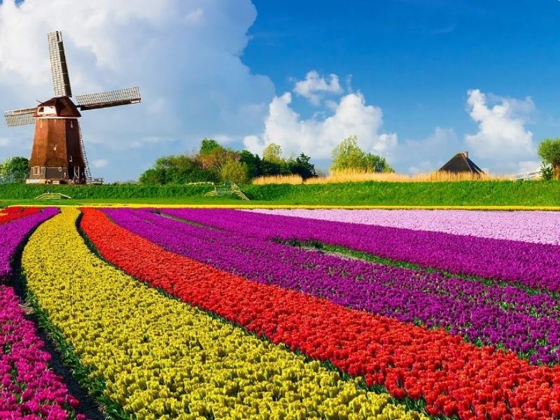Cánh đồng hoa tulip ở Hà Lan