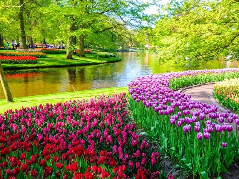 Vườn hoa Keukenhof 