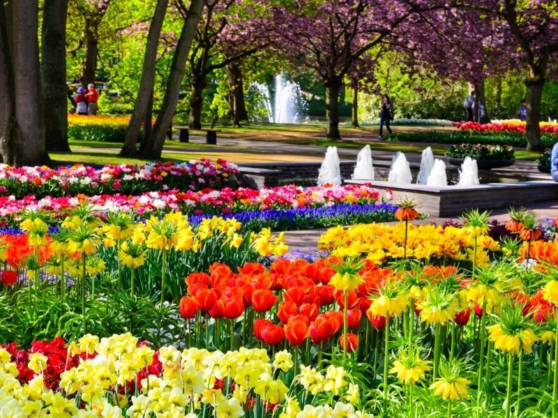 Vườn hoa Keukenhof - du lịch Hà Lan tự túc