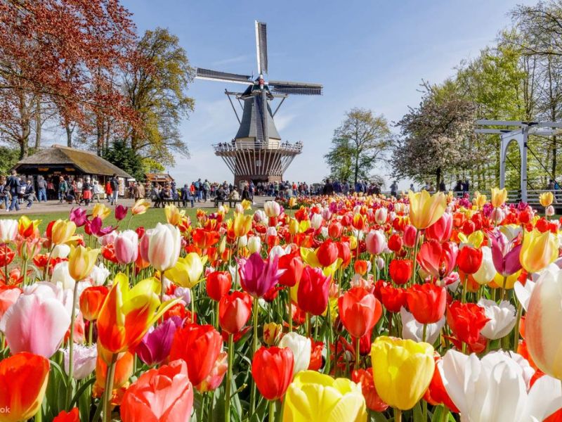 Vườn hoa Tulip Keukenhof