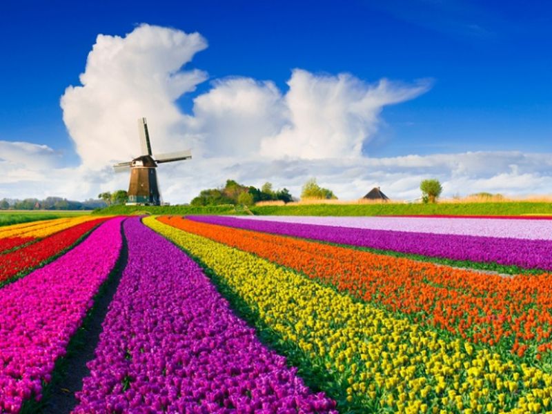 Hà Lan- Xứ sở hoa tulip
