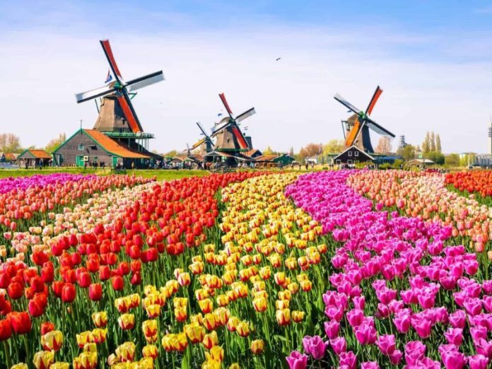 Vườn hoa Tulip tại Hà Lan