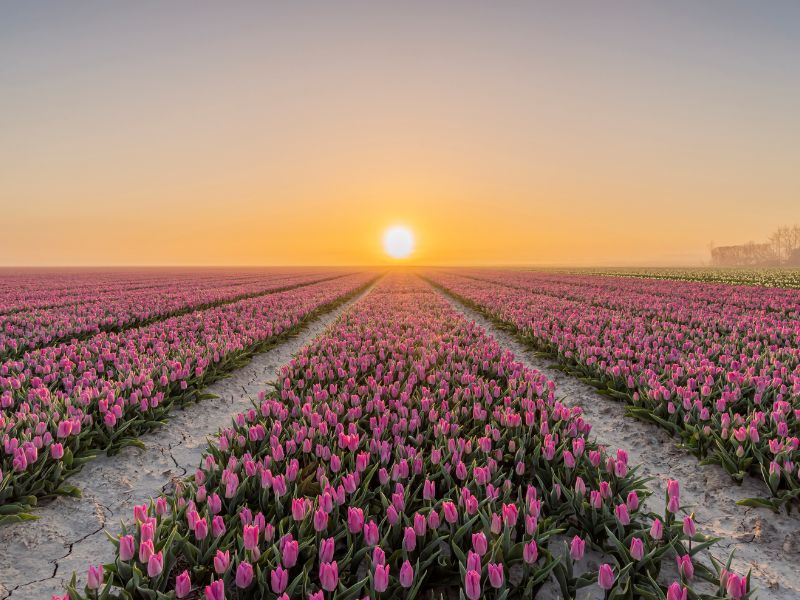 Hoa Tulip trên đảo Goeree-Overflakkee- vườn hoa Tulip Hà Lan