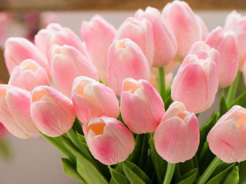 Hoa Tulip 