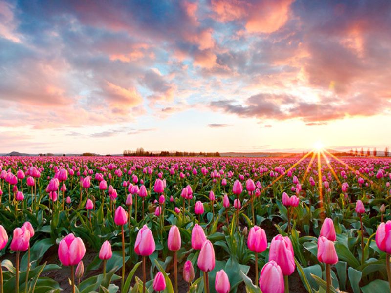 Vẻ đẹp lãng mạn của xứ sở hoa Tulip