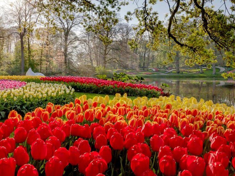 Vườn Keukenhof – “thiên đường Tulip” lớn nhất thế giới - Vườn hoa Tulip Hà Lan