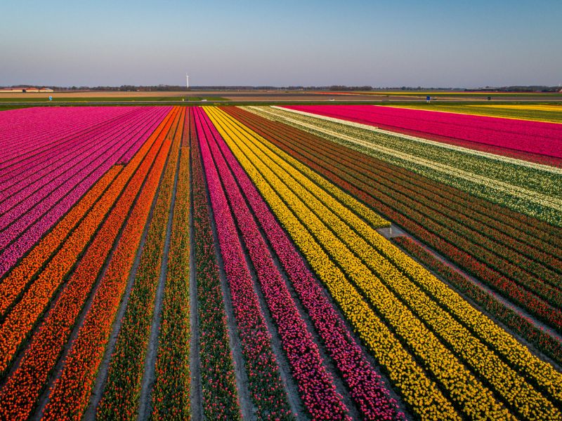 Những cánh đồng Tulip thương mại rộng lớn